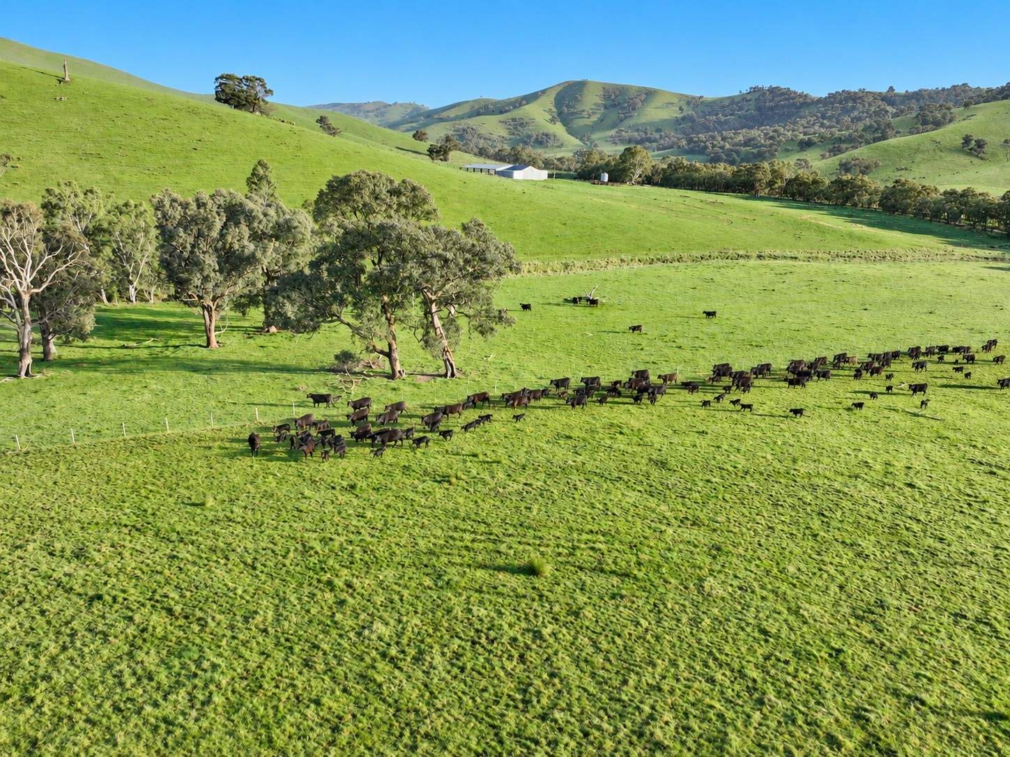 71-79 Ti Tree Creek Road, Yea For Sale by Farmbuy.com - image 1