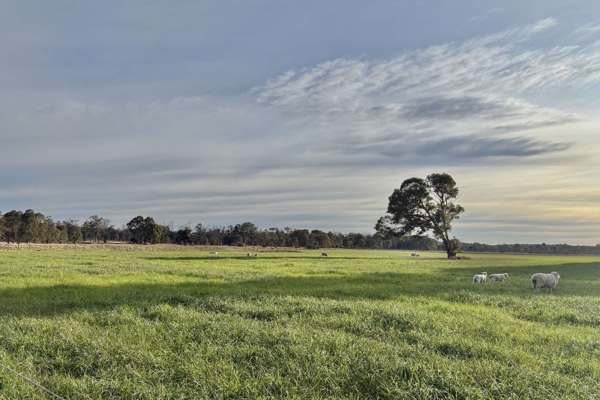 310 Redcourt Lane, Lindenow South For Sale by Farmbuy.com - image 6