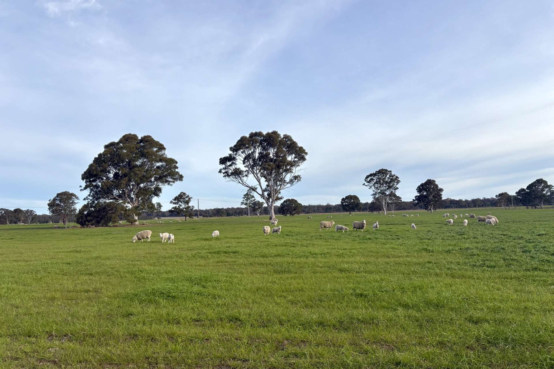 310 Redcourt Lane, Lindenow South For Sale by Farmbuy.com - image 2