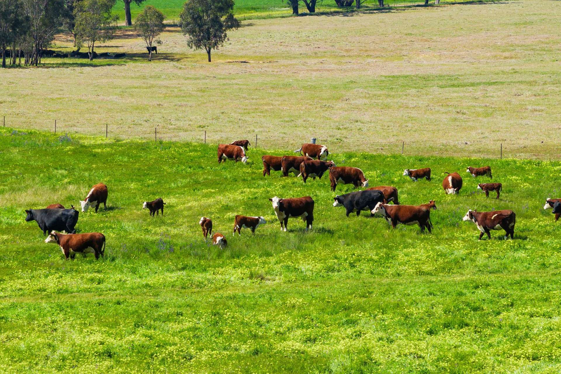 300 Jaricks Lane, The Rock For Sale by Farmbuy.com - image 3