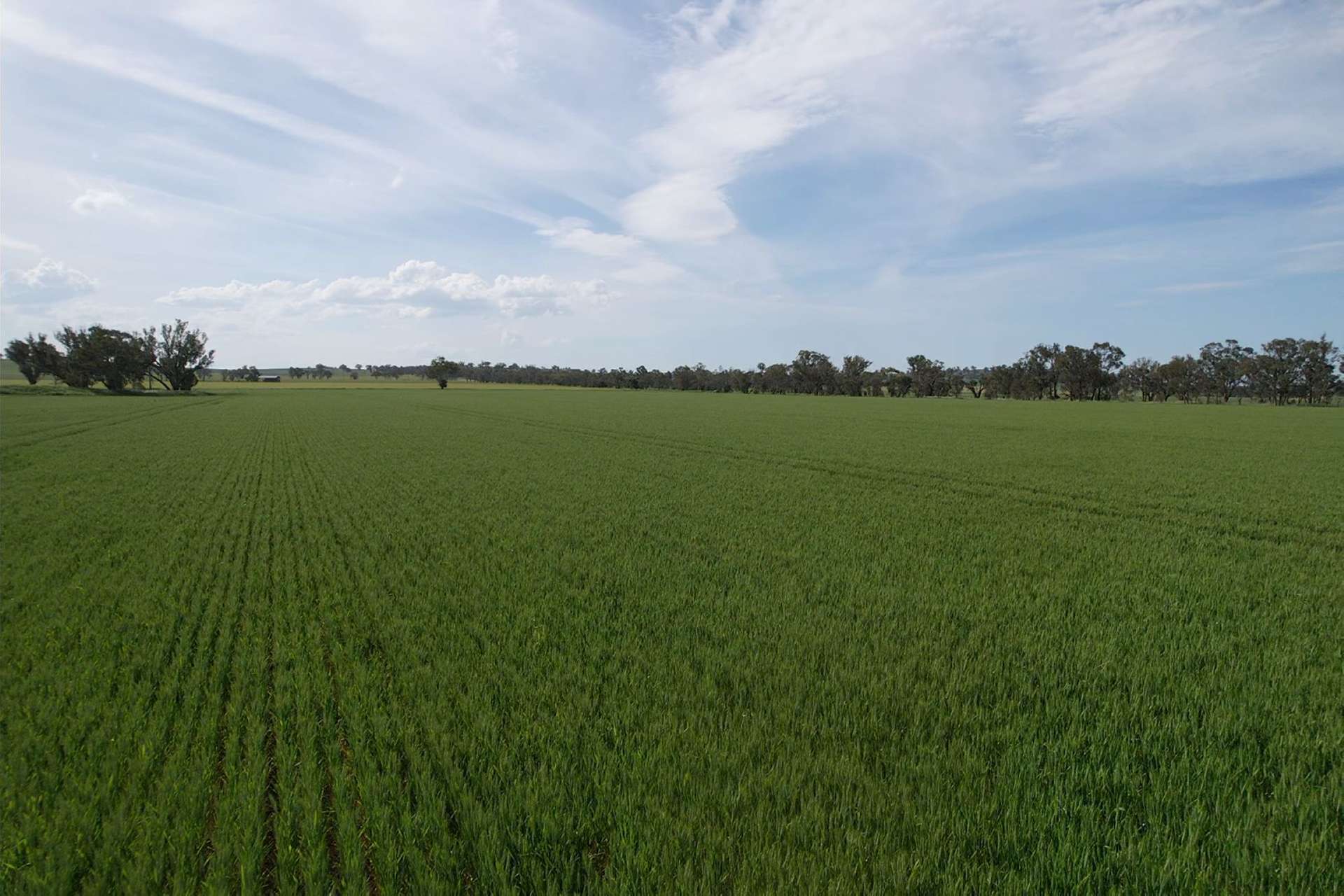 0 Marrar South Road, Yathella For Sale by Farmbuy.com - image 3