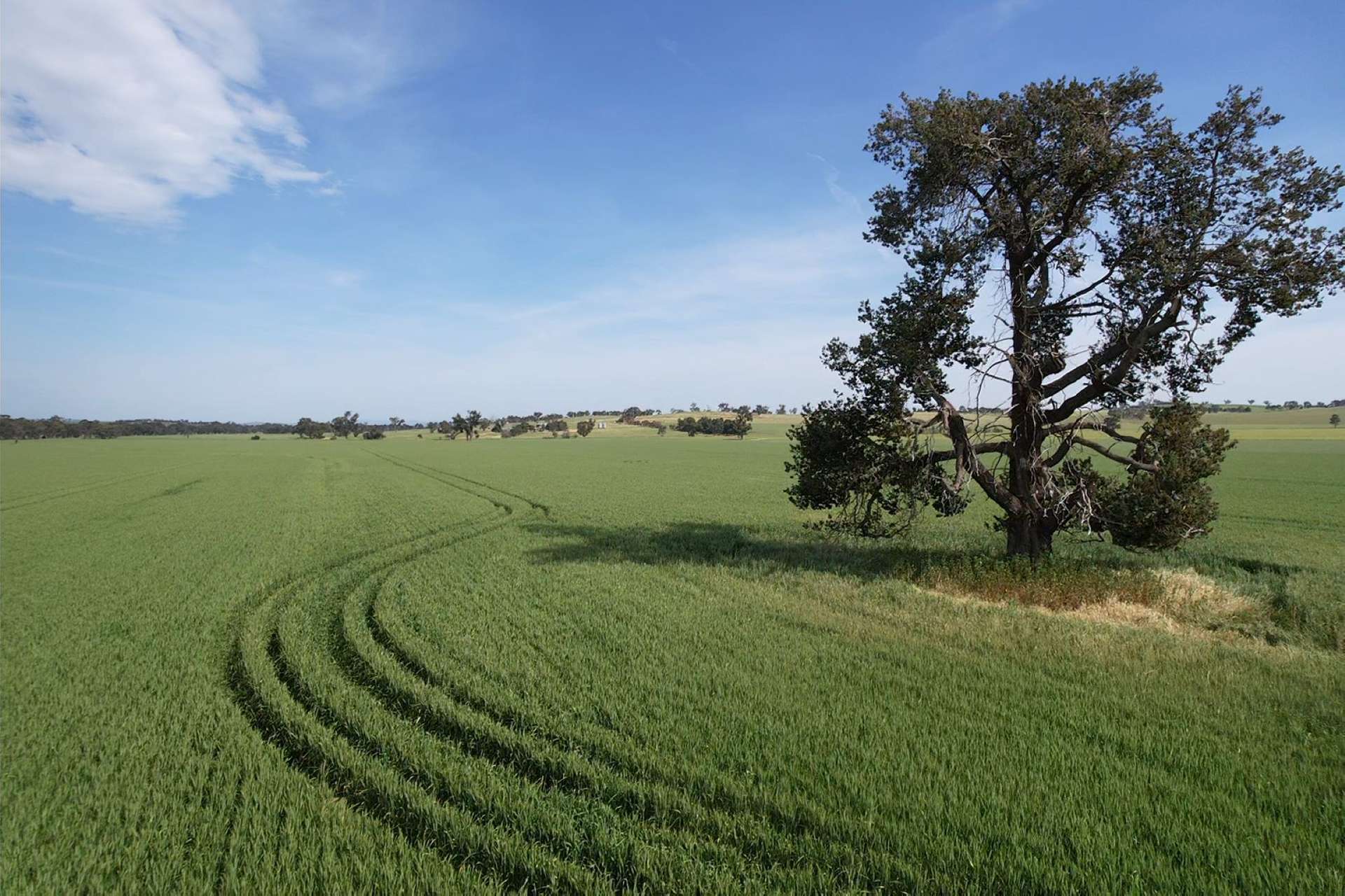 0 Marrar South Road, Yathella For Sale by Farmbuy.com - image 5