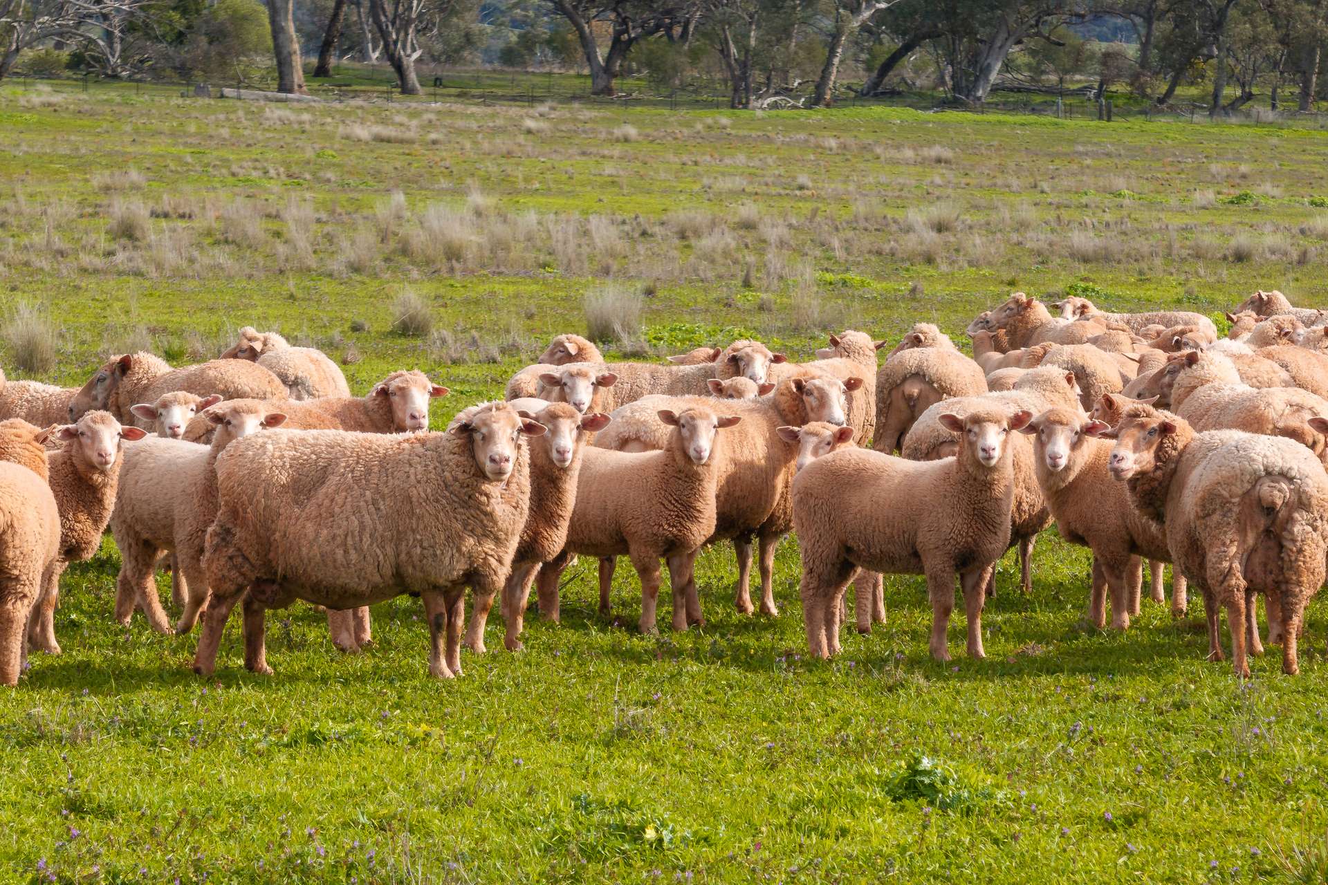 9091 Mitchell Highway, Wellington Auction by Farmbuy.com - image 2