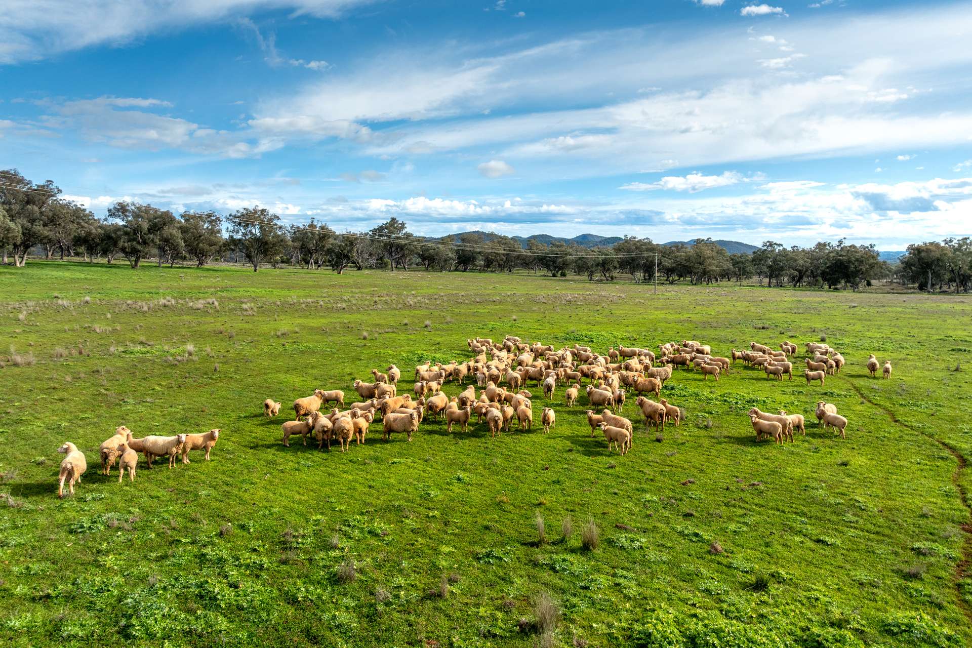 9091 Mitchell Highway, Wellington Auction by Farmbuy.com - image 4