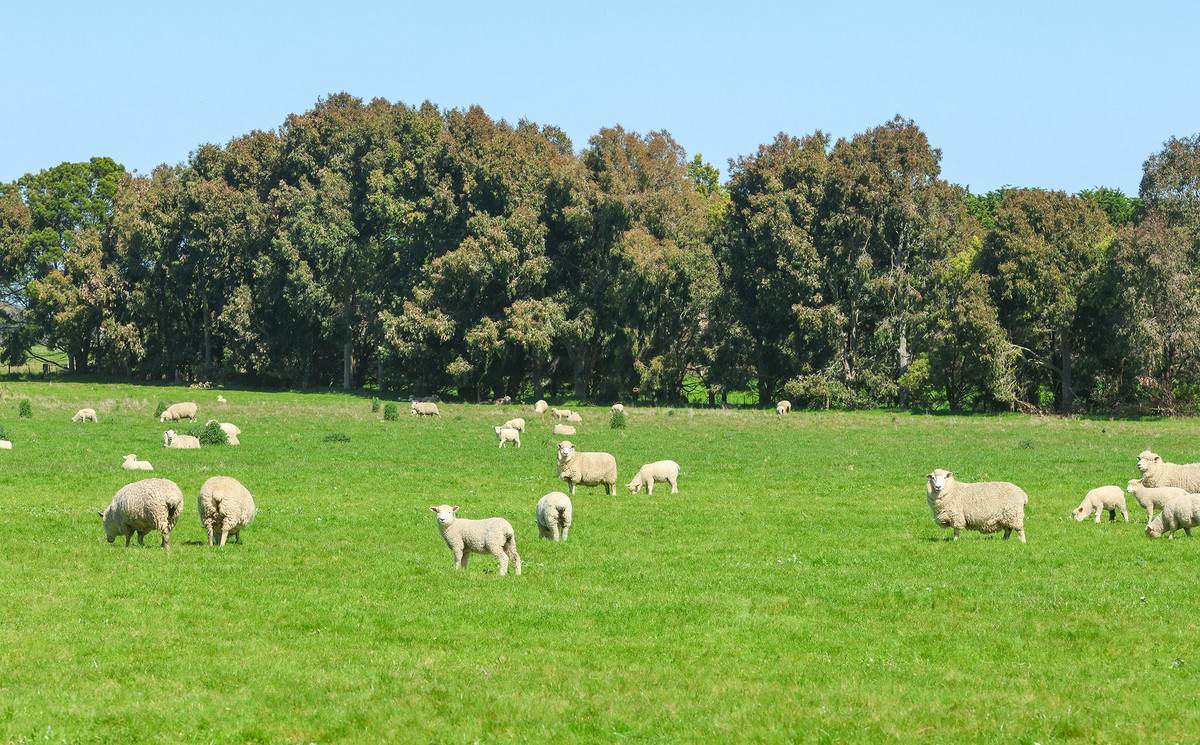 'Nella Park' 135 Hartwicks Road, Hamilton For Sale by Farmbuy.com - image 21