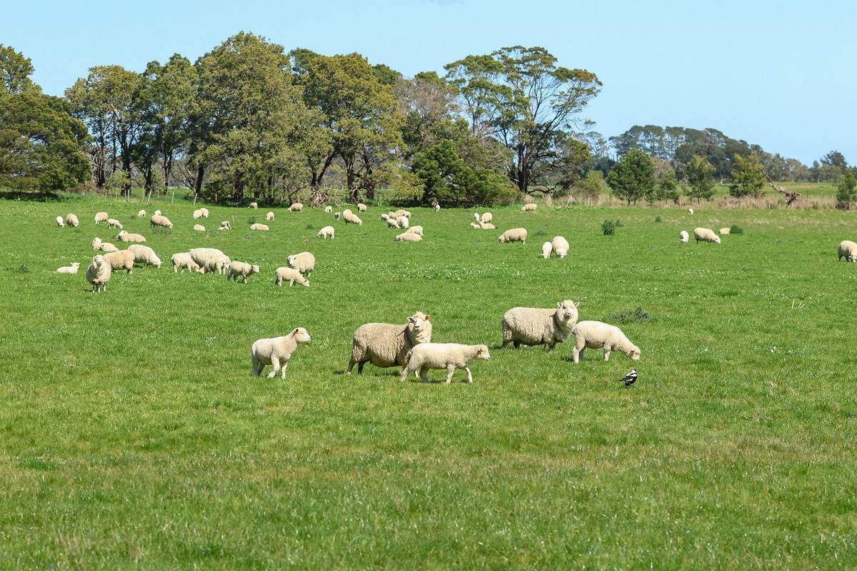 'Nella Park' 135 Hartwicks Road, Hamilton For Sale by Farmbuy.com - image 22