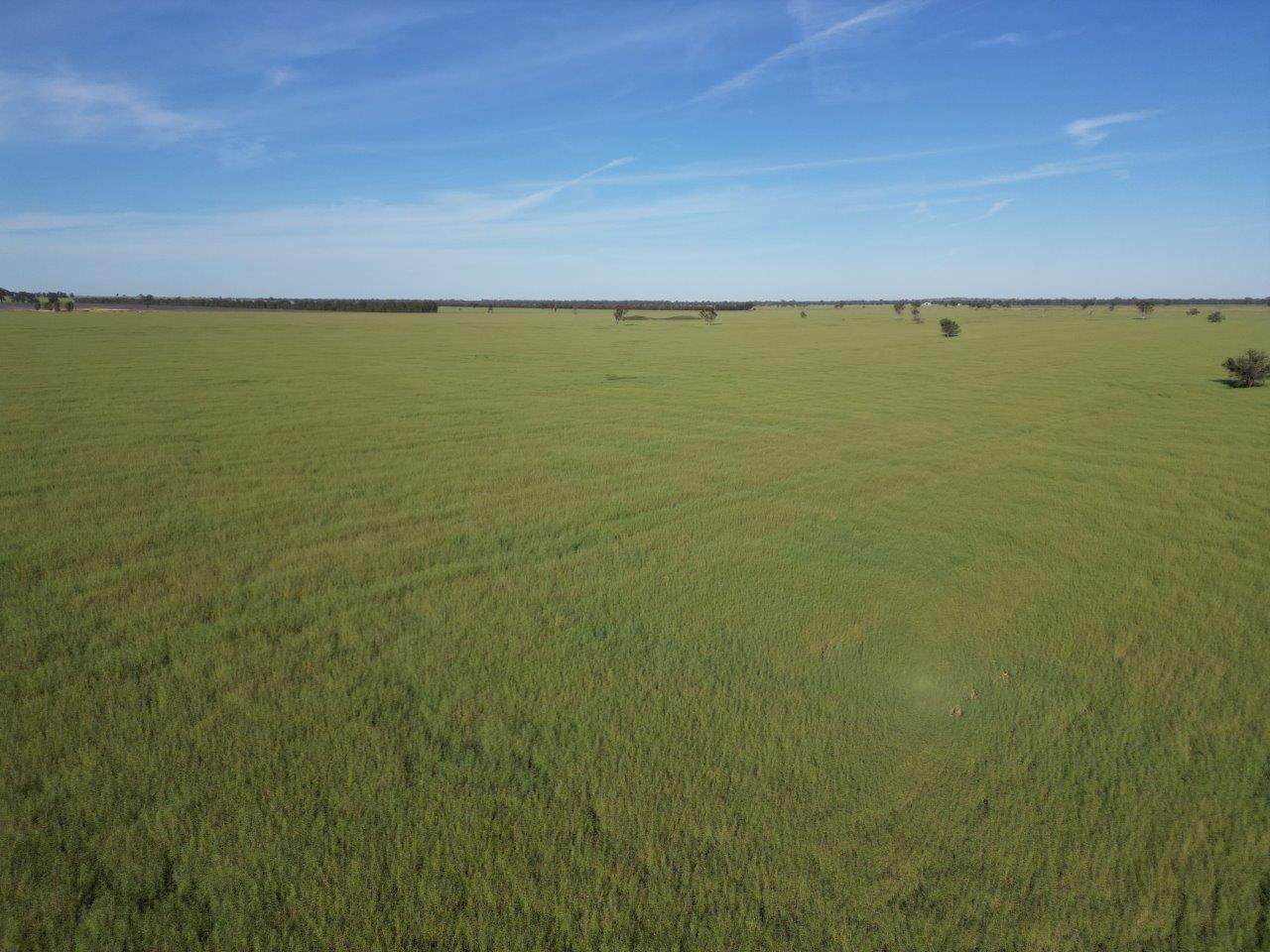 'Yarrandale' Driftway Road, Caragabal For Sale by Farmbuy.com - image 4