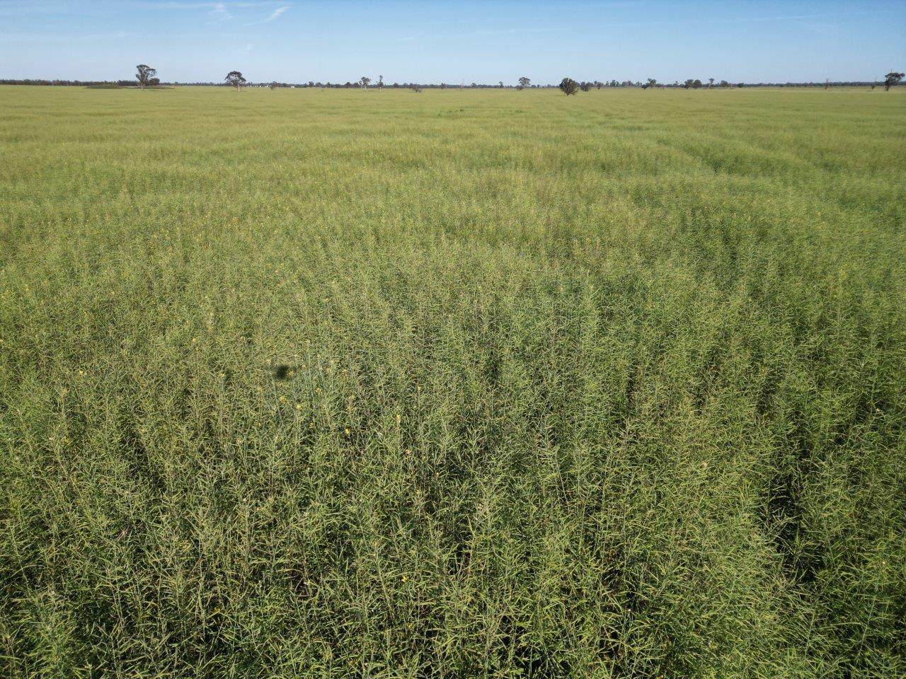 'Yarrandale' Driftway Road, Caragabal For Sale by Farmbuy.com - image 6