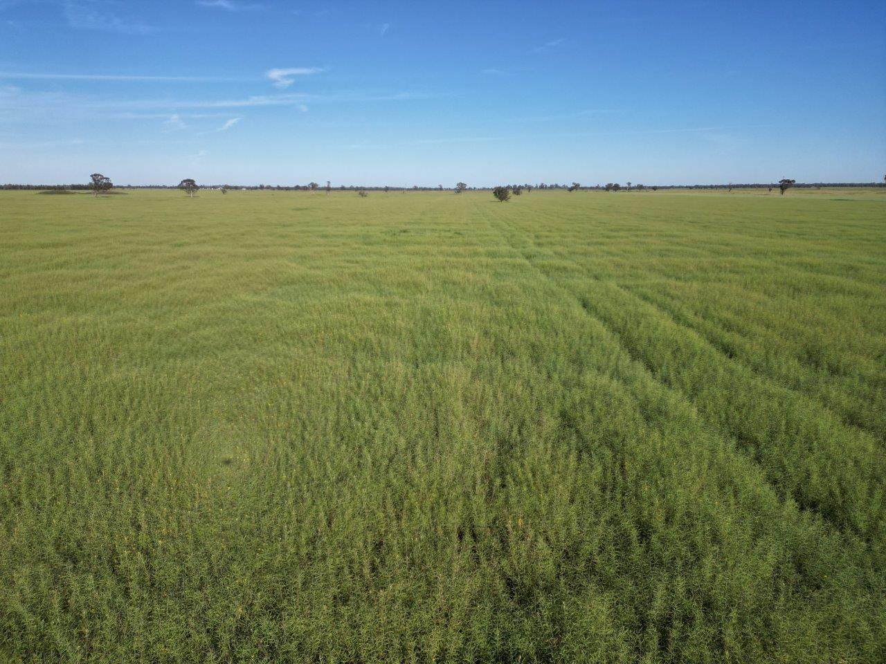 'Yarrandale' Driftway Road, Caragabal For Sale by Farmbuy.com - image 5