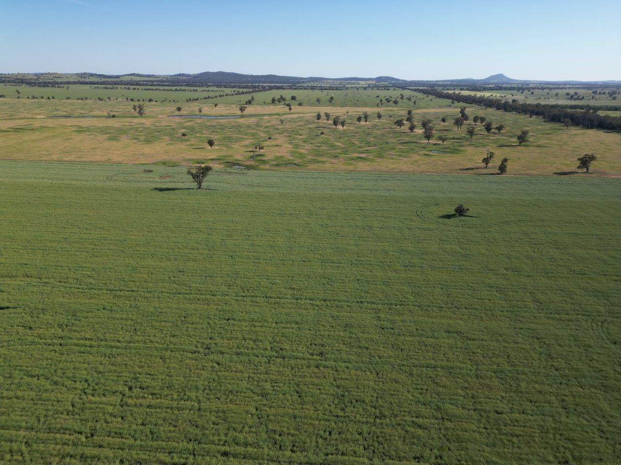 'Yarrandale' Driftway Road, Caragabal For Sale by Farmbuy.com - image 11