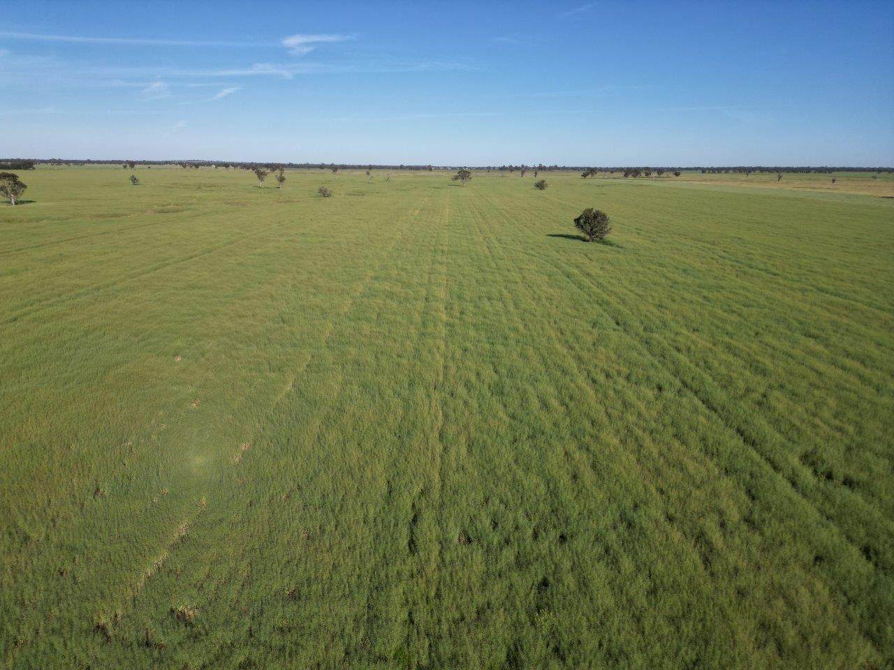 'Yarrandale' Driftway Road, Caragabal For Sale by Farmbuy.com - image 1