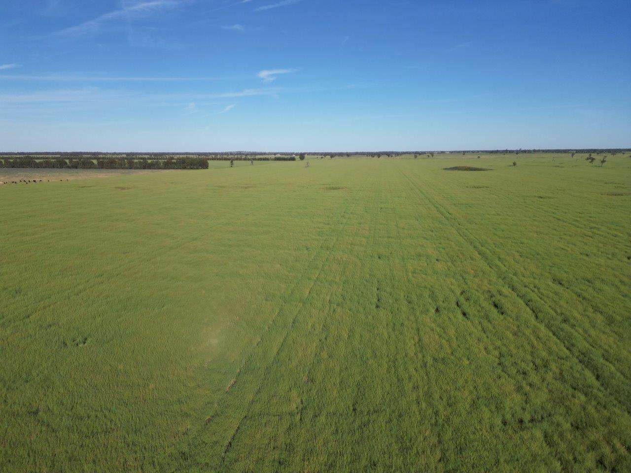 'Yarrandale' Driftway Road, Caragabal For Sale by Farmbuy.com - image 8
