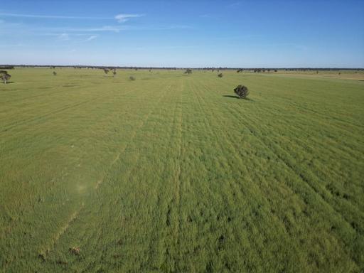 Farm For Sale - NSW - Caragabal - 2810 - Top Little Block Ready To Grow Wheat In 2027 