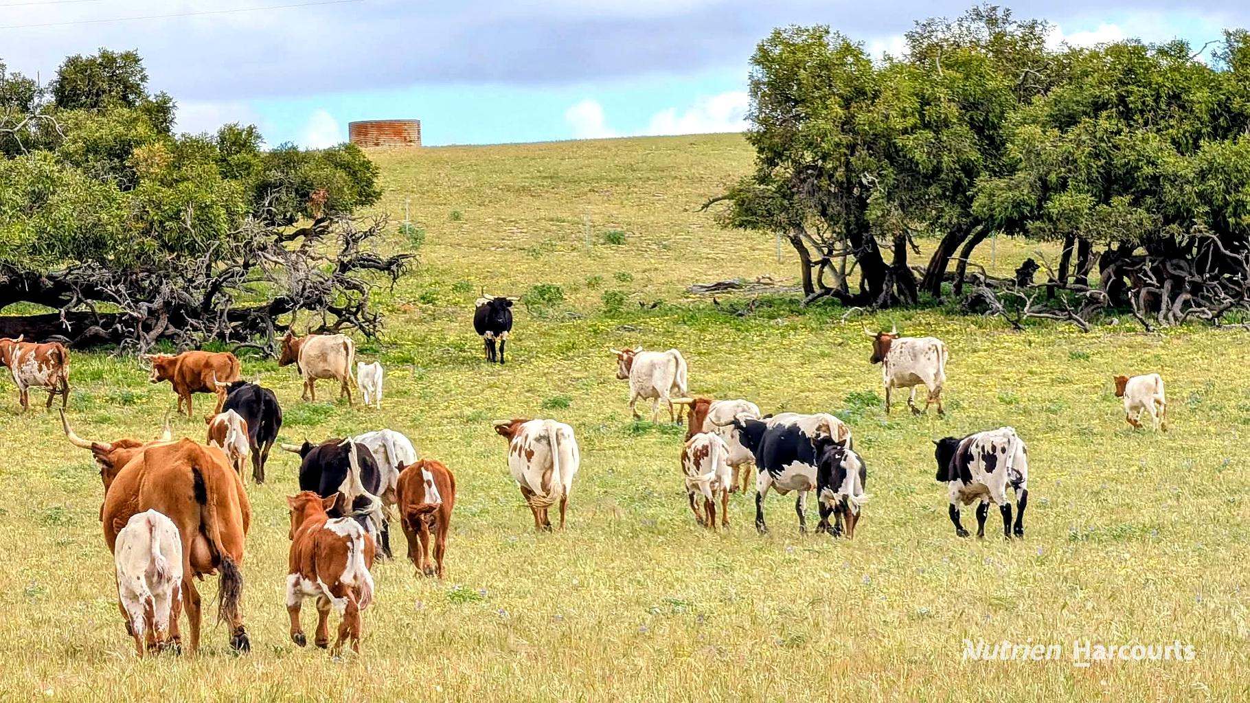 Lot 404 Red Gully Road, Mindarra For Sale by Farmbuy.com - image 16