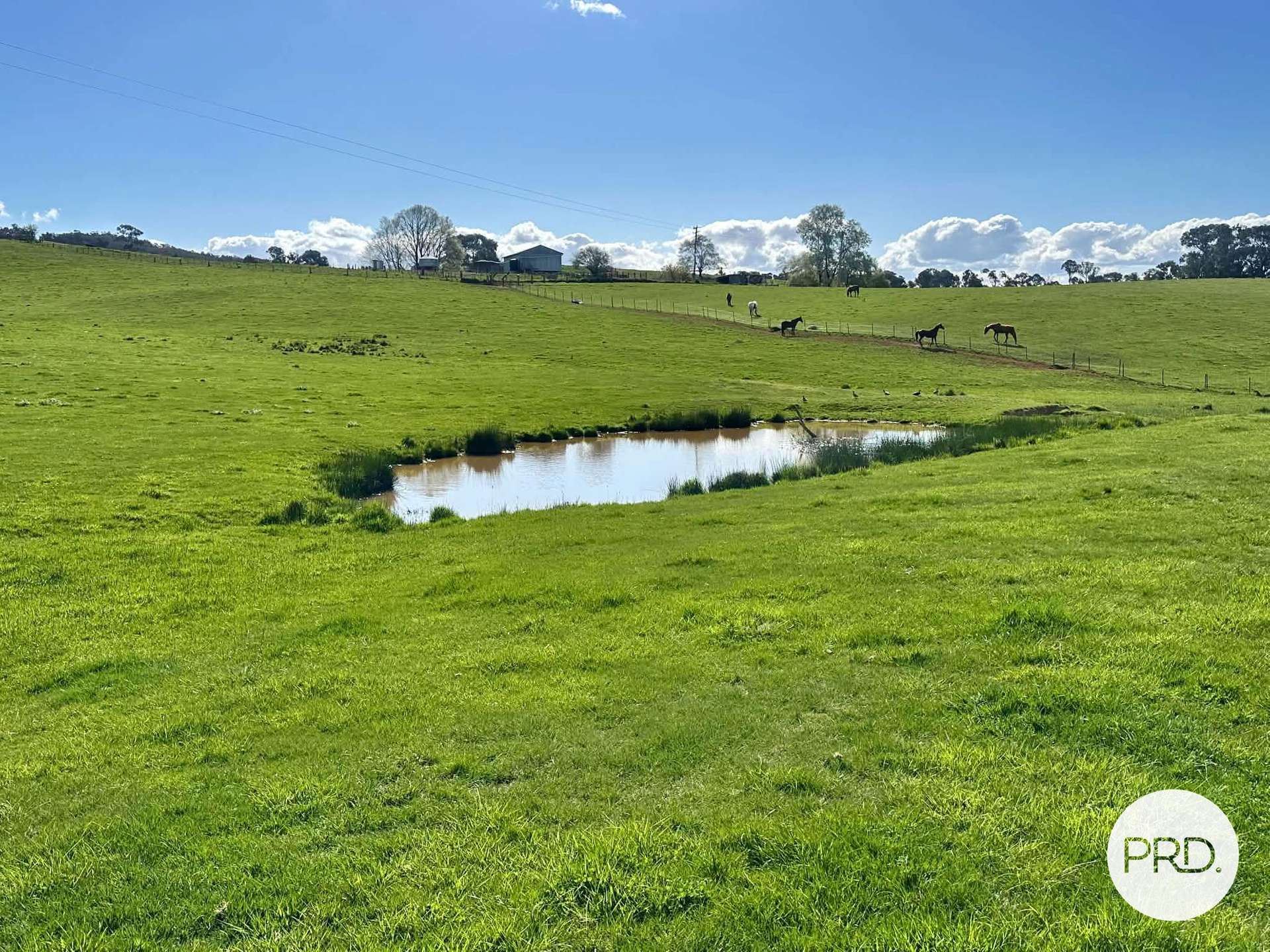 B//DP382268 Murrays Crossing Road, Tumbarumba For Sale by Farmbuy.com - image 8