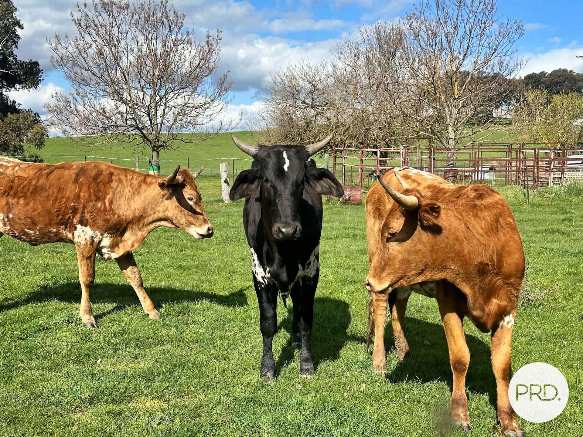 B//DP382268 Murrays Crossing Road, Tumbarumba For Sale by Farmbuy.com - image 11