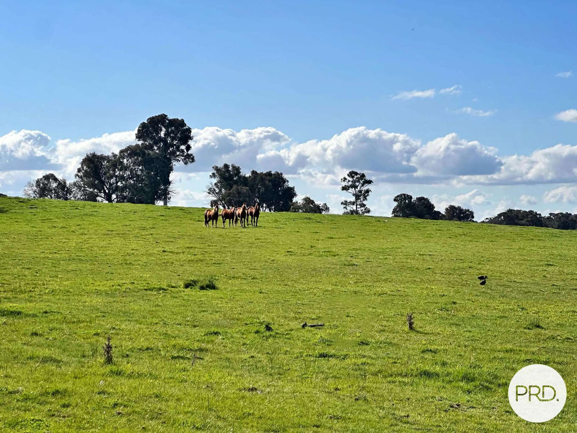 B//DP382268 Murrays Crossing Road, Tumbarumba For Sale by Farmbuy.com - image 14