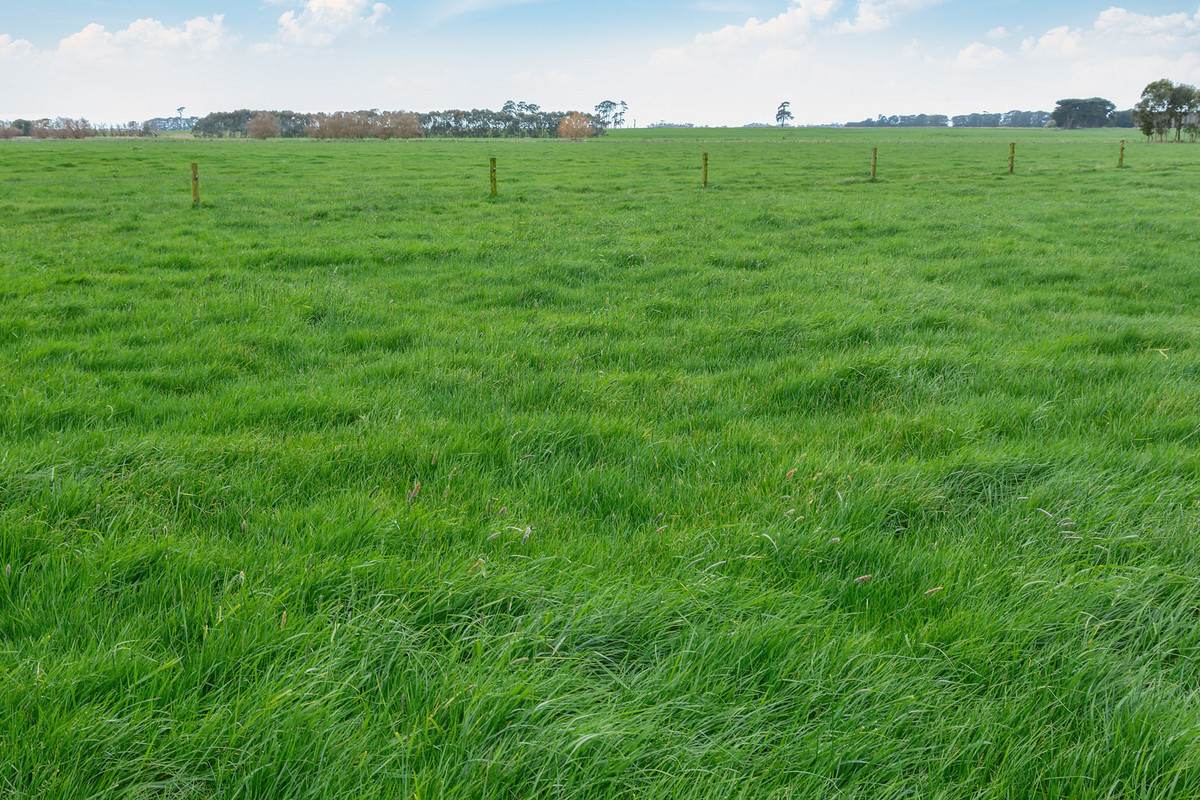 Lot 2 Coyles Road, Terang For Sale by Farmbuy.com - image 8
