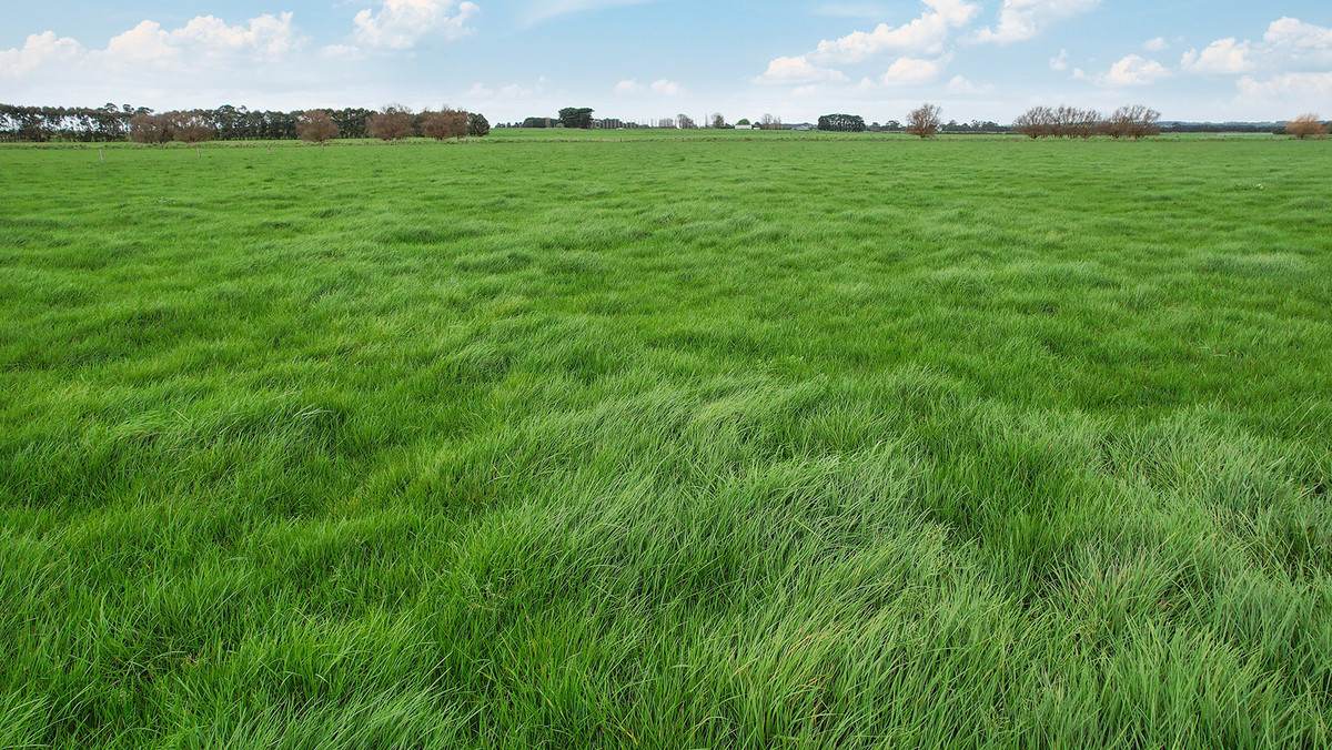 Lot 2 Coyles Road, Terang For Sale by Farmbuy.com - image 11