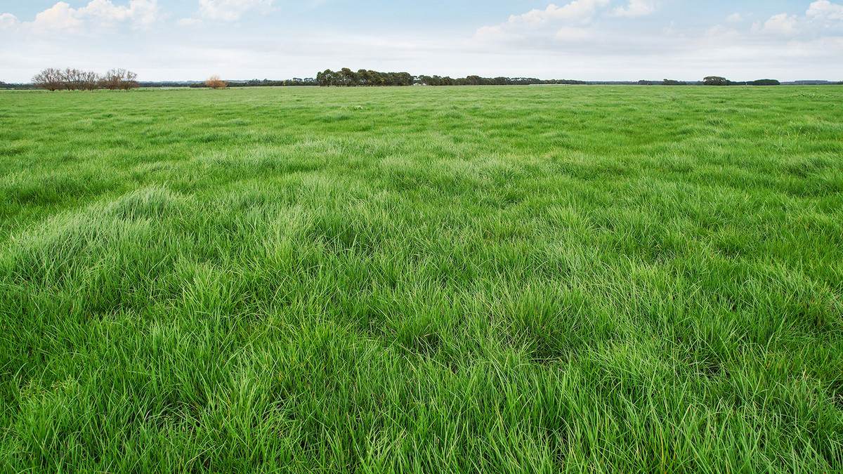Lot 2 Coyles Road, Terang For Sale by Farmbuy.com - image 4