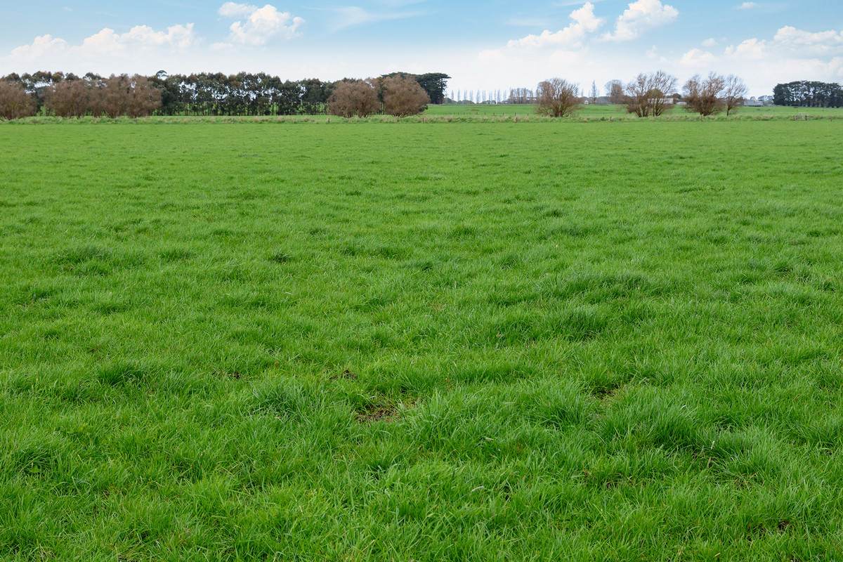 Lot 2 Coyles Road, Terang For Sale by Farmbuy.com - image 7