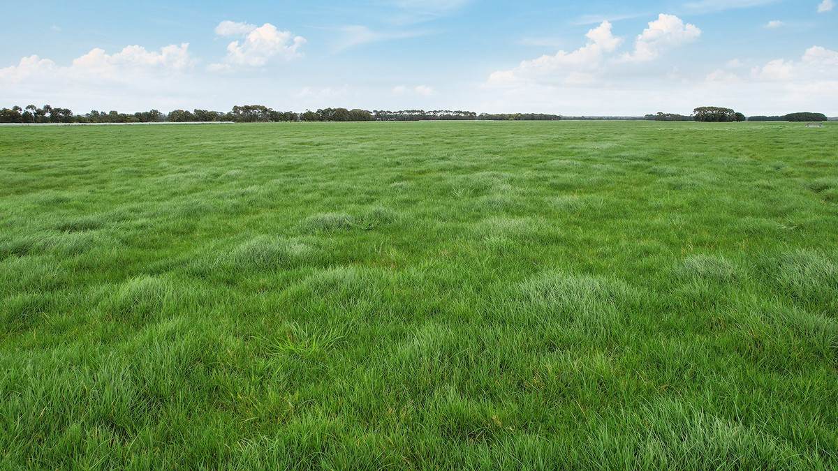 Lot 2 Coyles Road, Terang For Sale by Farmbuy.com - image 10