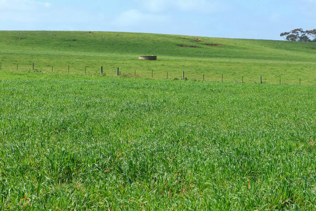 'Moloneys' 1210 Woolsthorpe-Heywood Road, Hawkesdale For Sale by Farmbuy.com - image 13