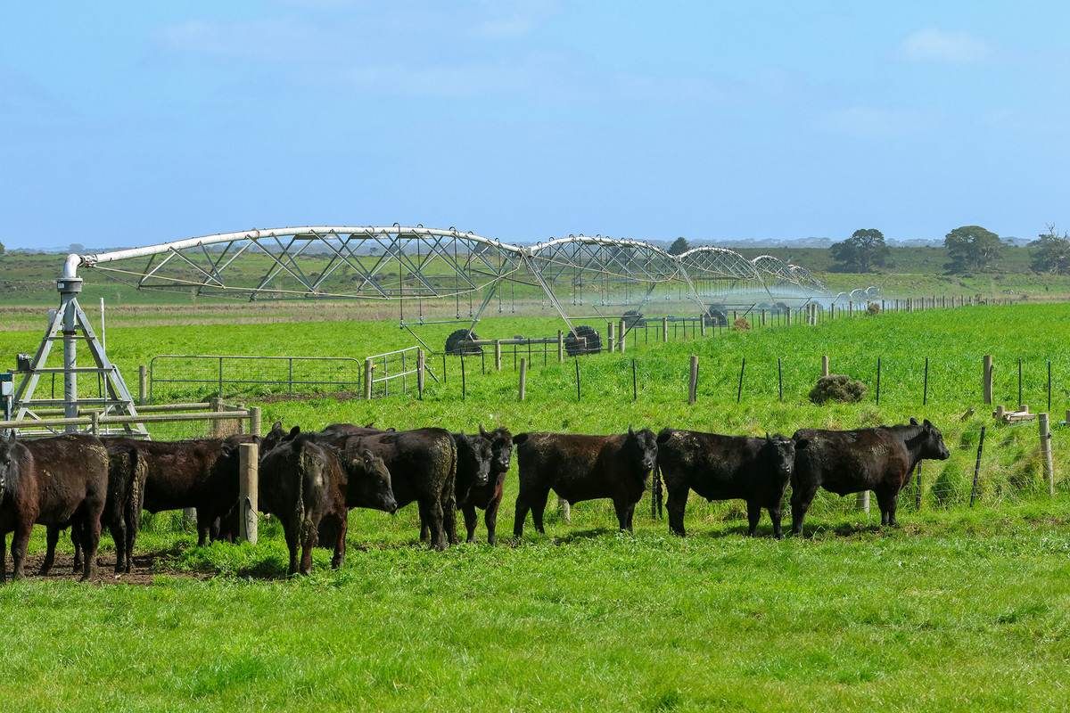'Moloneys' 1210 Woolsthorpe-Heywood Road, Hawkesdale For Sale by Farmbuy.com - image 1