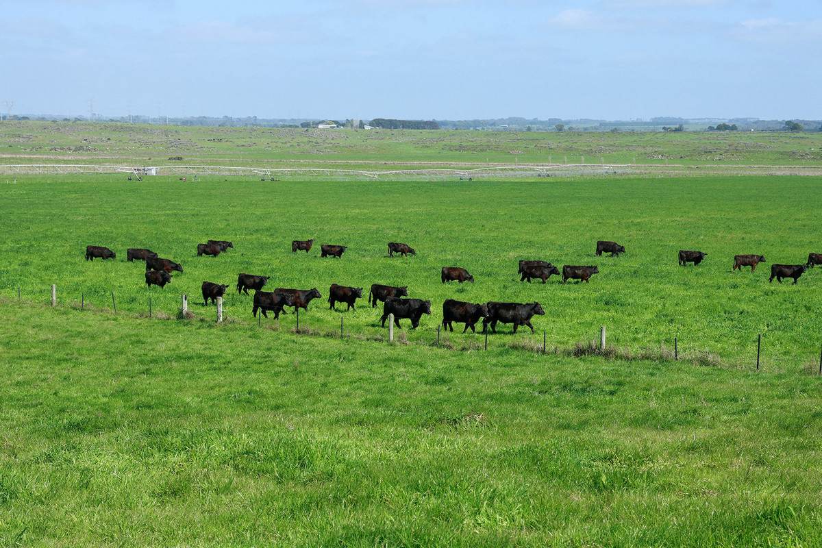 'Moloneys' 1210 Woolsthorpe-Heywood Road, Hawkesdale For Sale by Farmbuy.com - image 3