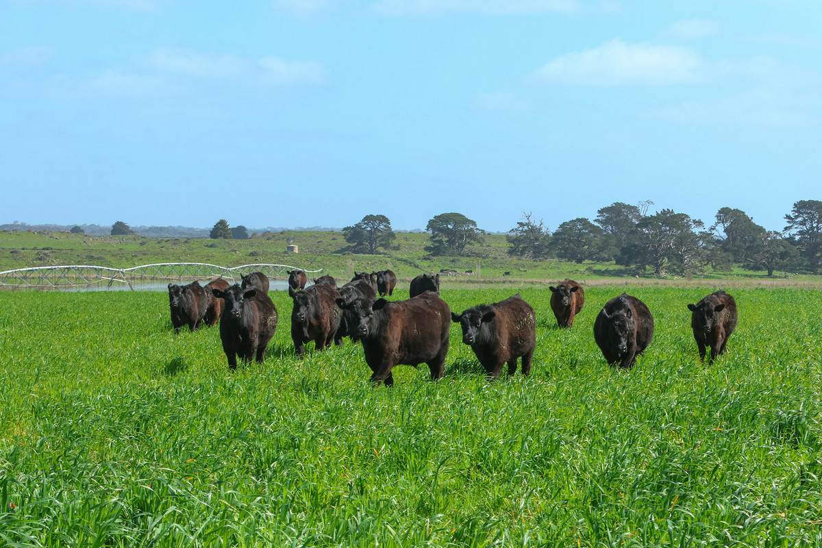 'Moloneys' 1210 Woolsthorpe-Heywood Road, Hawkesdale For Sale by Farmbuy.com - image 8