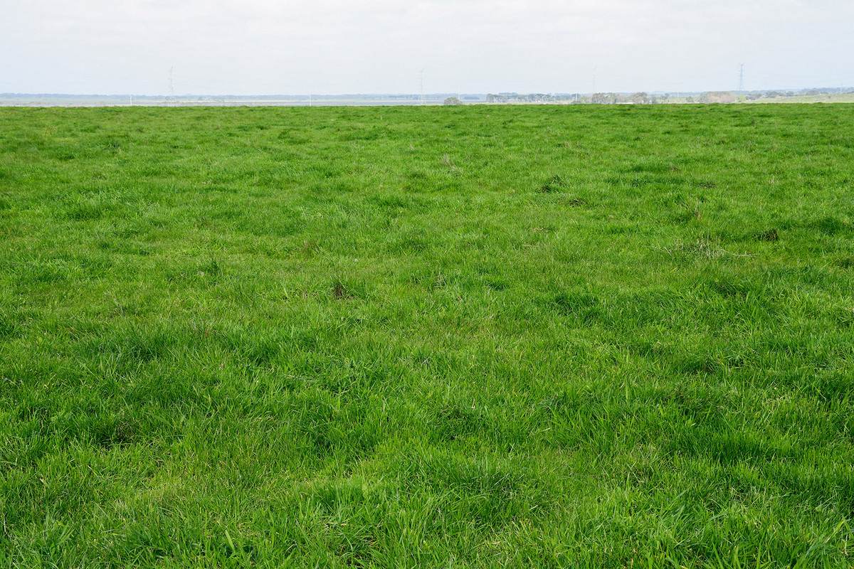 'Moloneys' 1210 Woolsthorpe-Heywood Road, Hawkesdale For Sale by Farmbuy.com - image 12