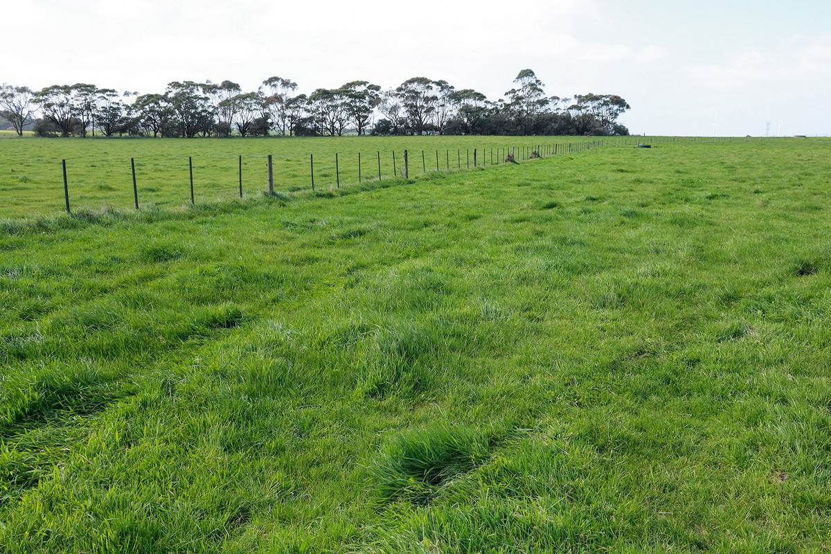 'Moloneys' 1210 Woolsthorpe-Heywood Road, Hawkesdale For Sale by Farmbuy.com - image 11