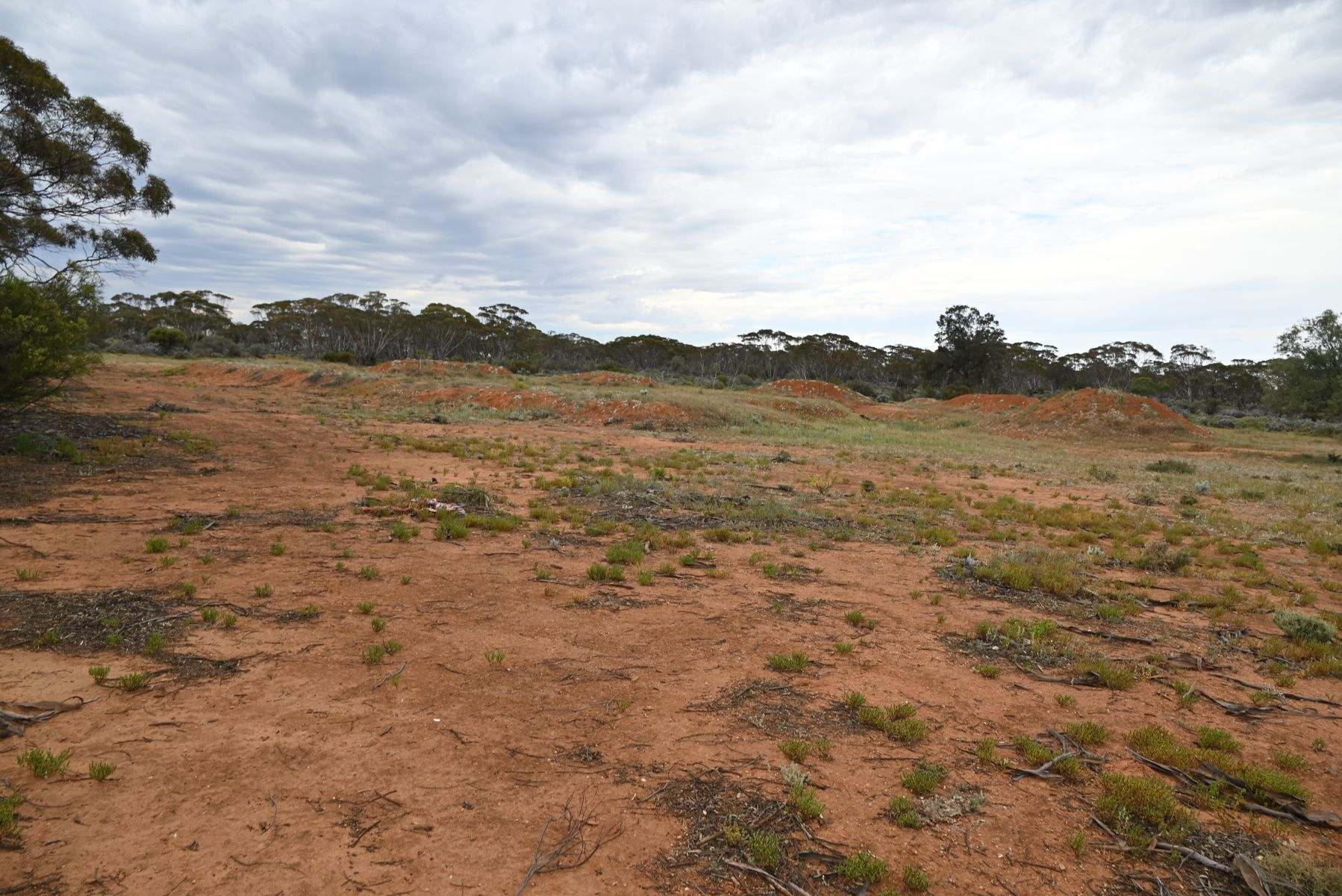 Lot 291 Pat Hydes Road, Morgan For Sale by Farmbuy.com - image 9