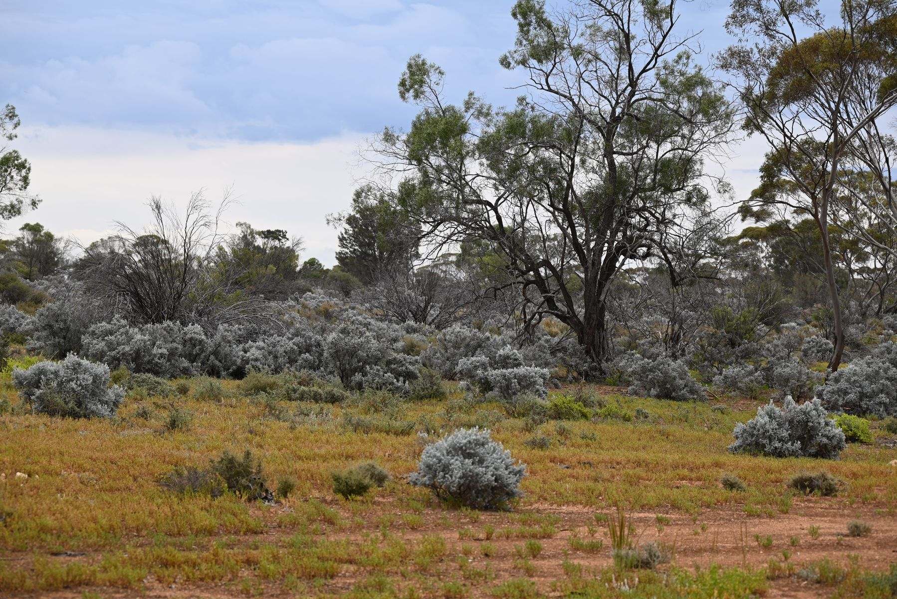 Lot 291 Pat Hydes Road, Morgan For Sale by Farmbuy.com - image 10
