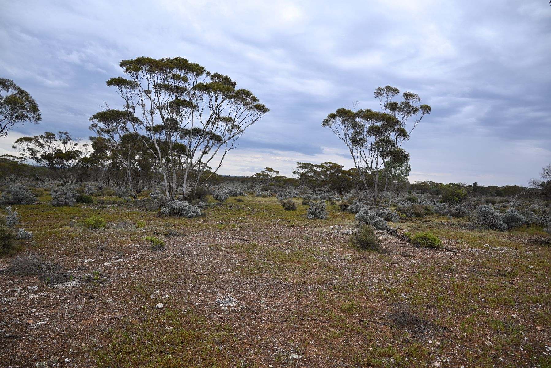 Lot 291 Pat Hydes Road, Morgan For Sale by Farmbuy.com - image 12