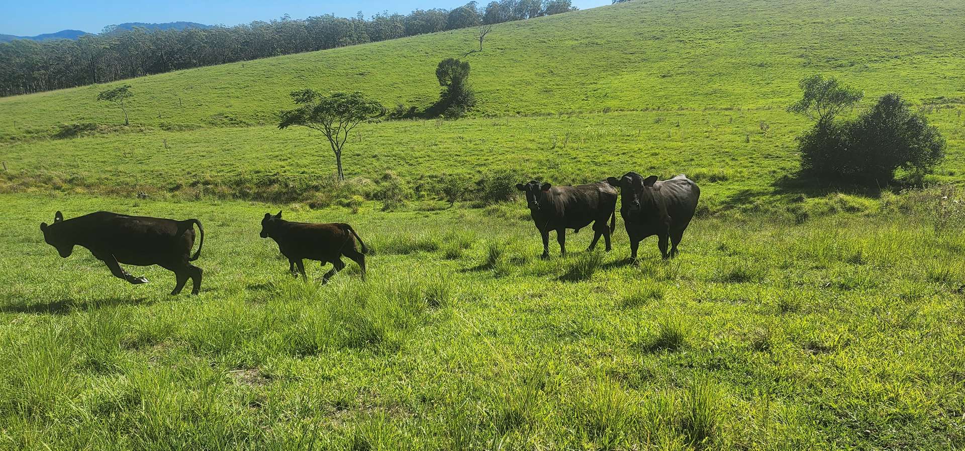 5887 Oxley Highway, Ellenborough For Sale by Farmbuy.com - image 9