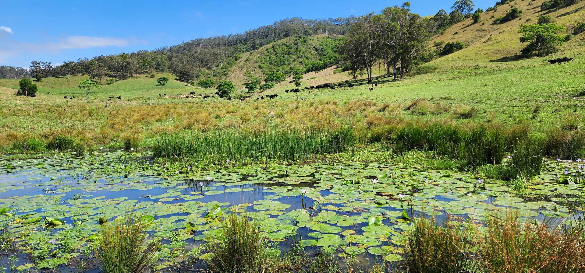 5887 Oxley Highway, Ellenborough For Sale by Farmbuy.com - image 12