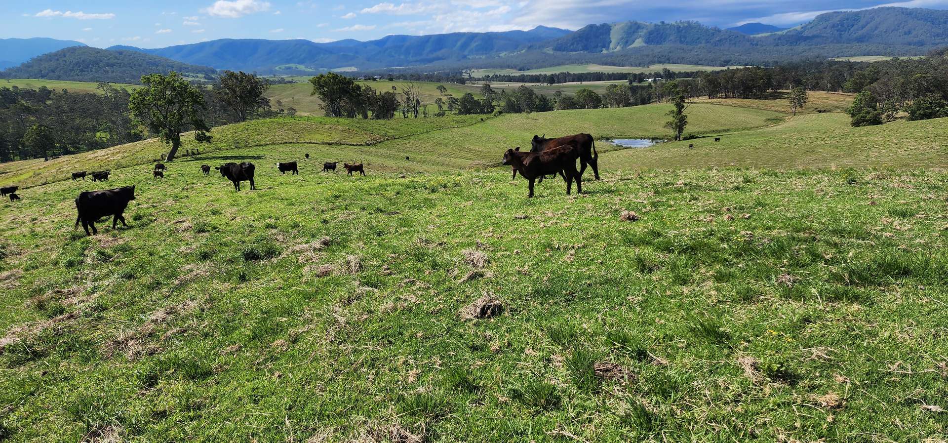 5887 Oxley Highway, Ellenborough For Sale by Farmbuy.com - image 8
