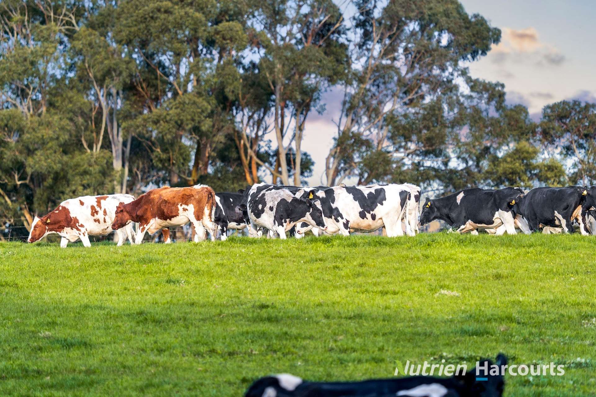 Lot 2, 21 Taylors Road, Brucknell For Sale by Farmbuy.com - image 4