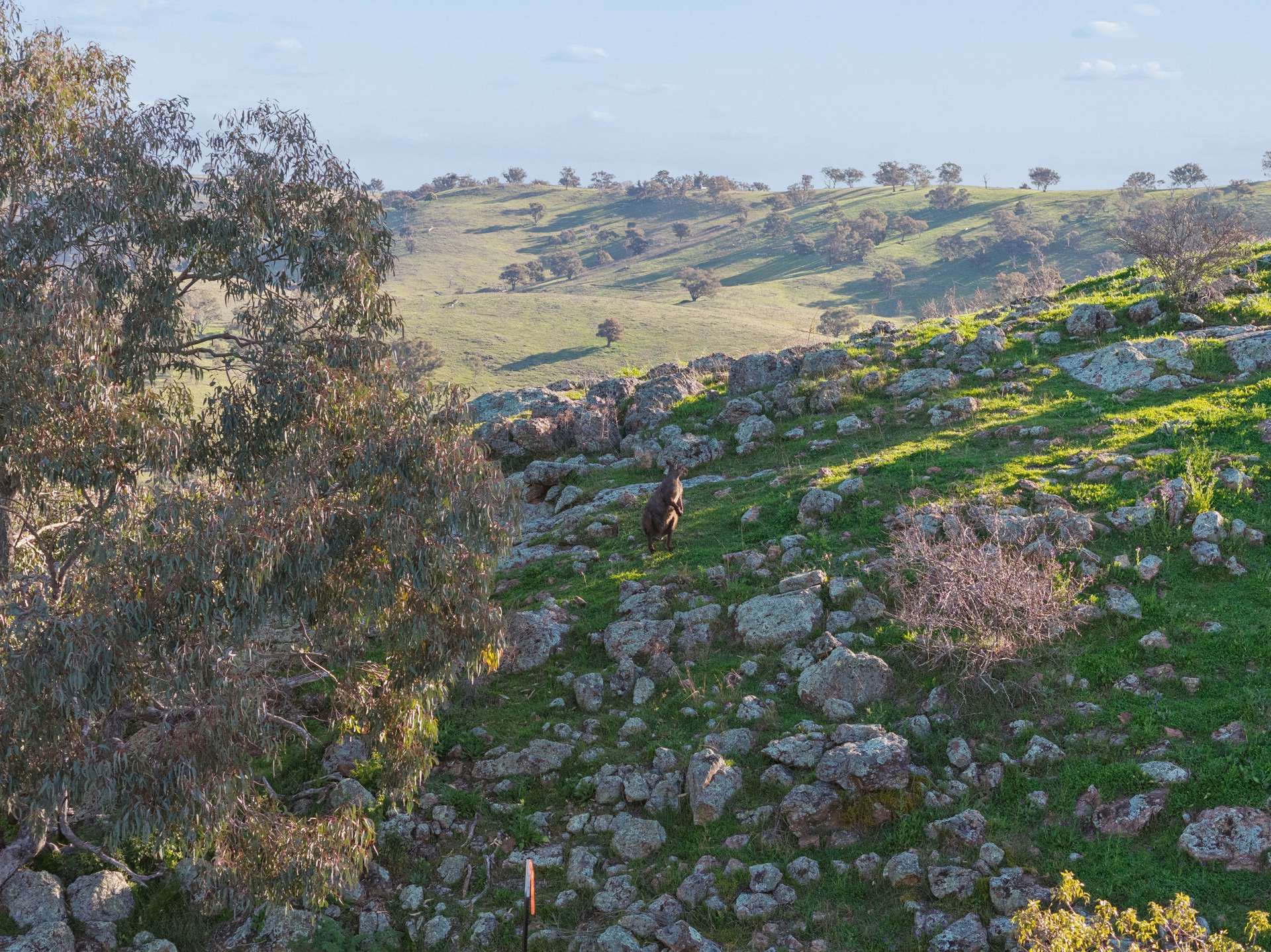 "Traquair", 426 Cavan Road, Yass Auction by Farmbuy.com - image 17