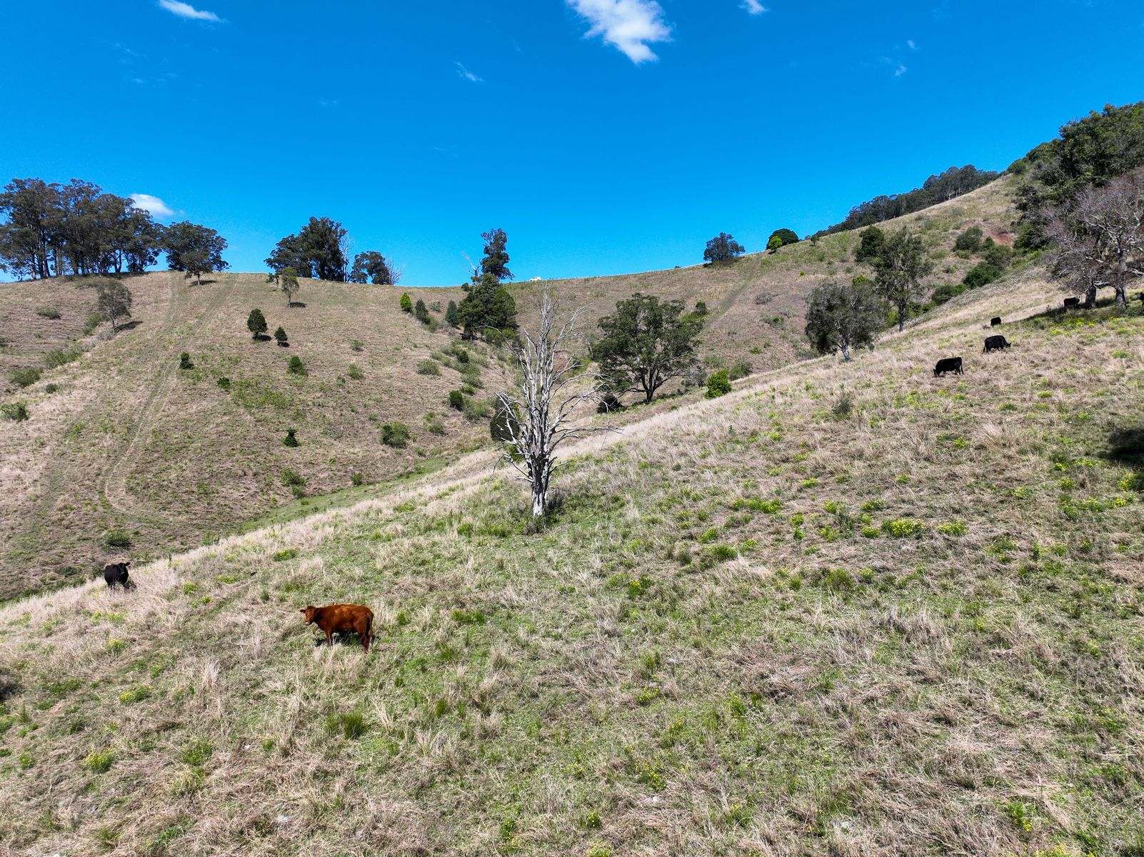 207 Butchers Creek Road, Wherrol Flat Sold by Farmbuy.com - image 23