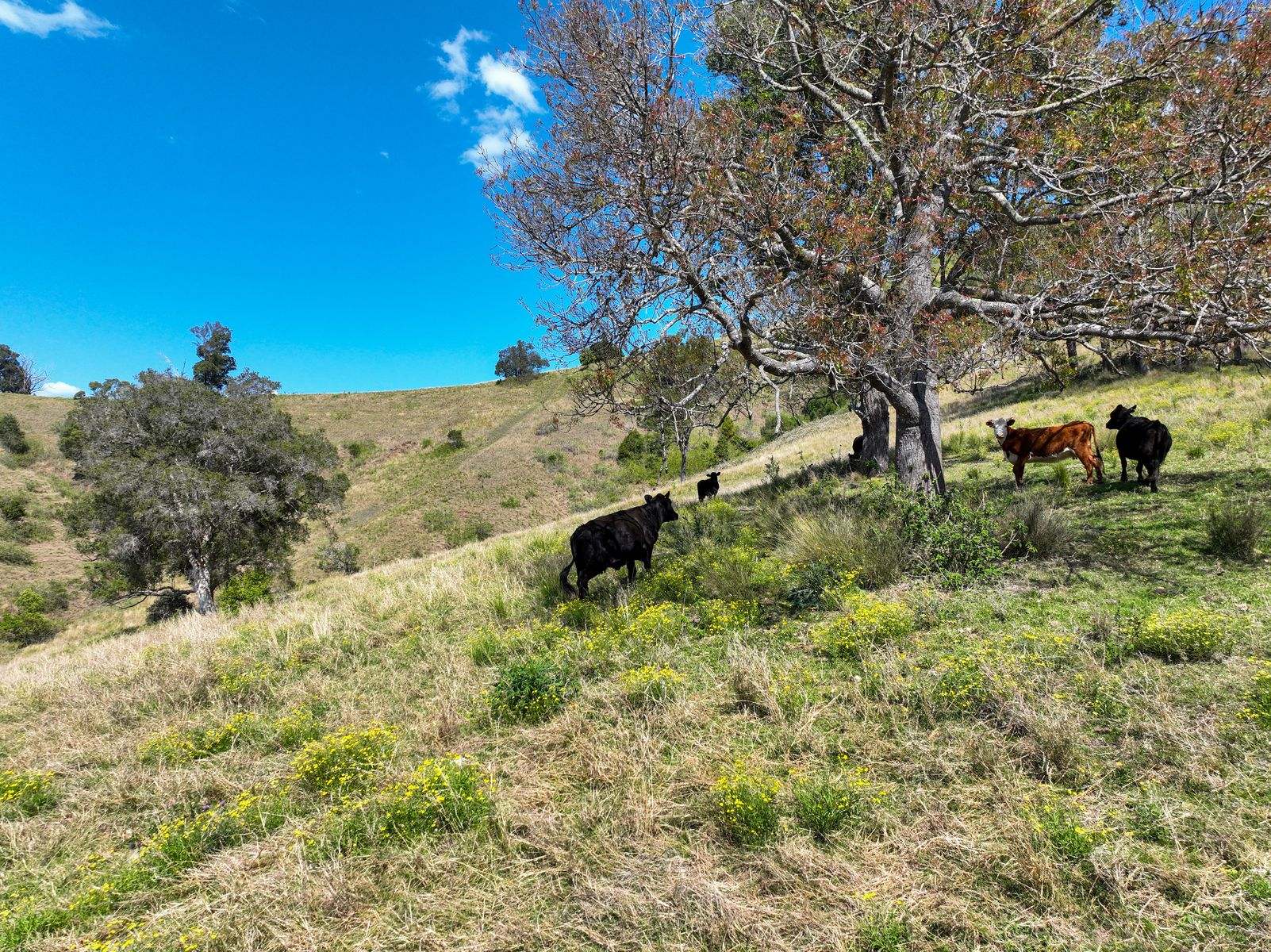 207 Butchers Creek Road, Wherrol Flat Sold by Farmbuy.com - image 6