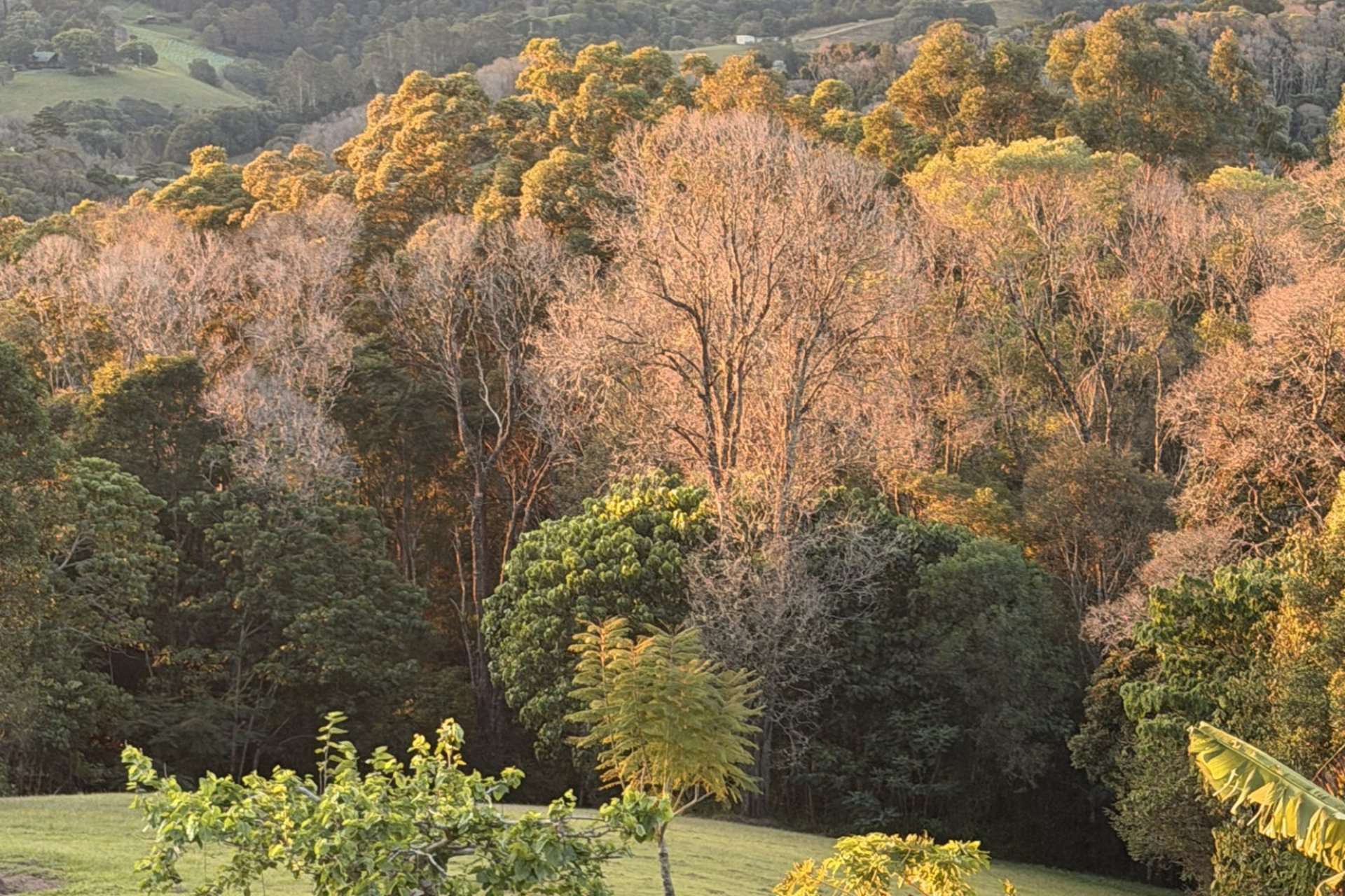 922 Cooroy Belli Creek Road, Ridgewood For Sale by Farmbuy.com - image 9