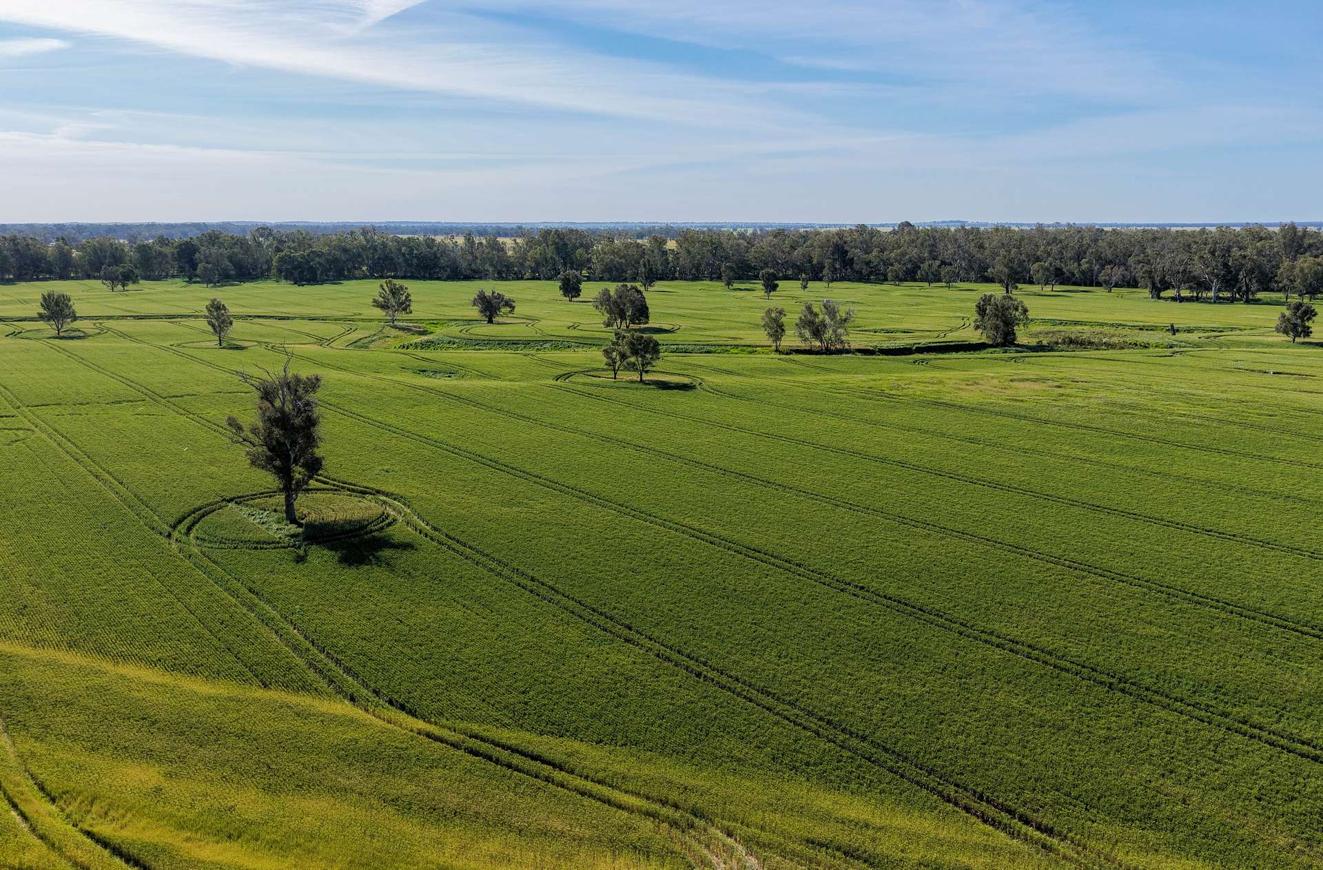 "Walangle" 84 Ercildoune Lane, Forbes Tender by Farmbuy.com - image 16