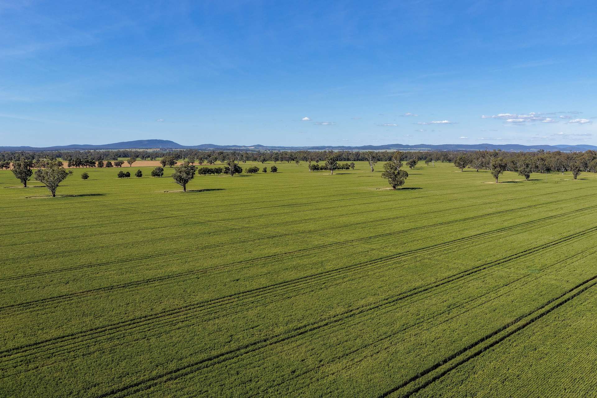 "Walangle" 84 Ercildoune Lane, Forbes Tender by Farmbuy.com - image 4