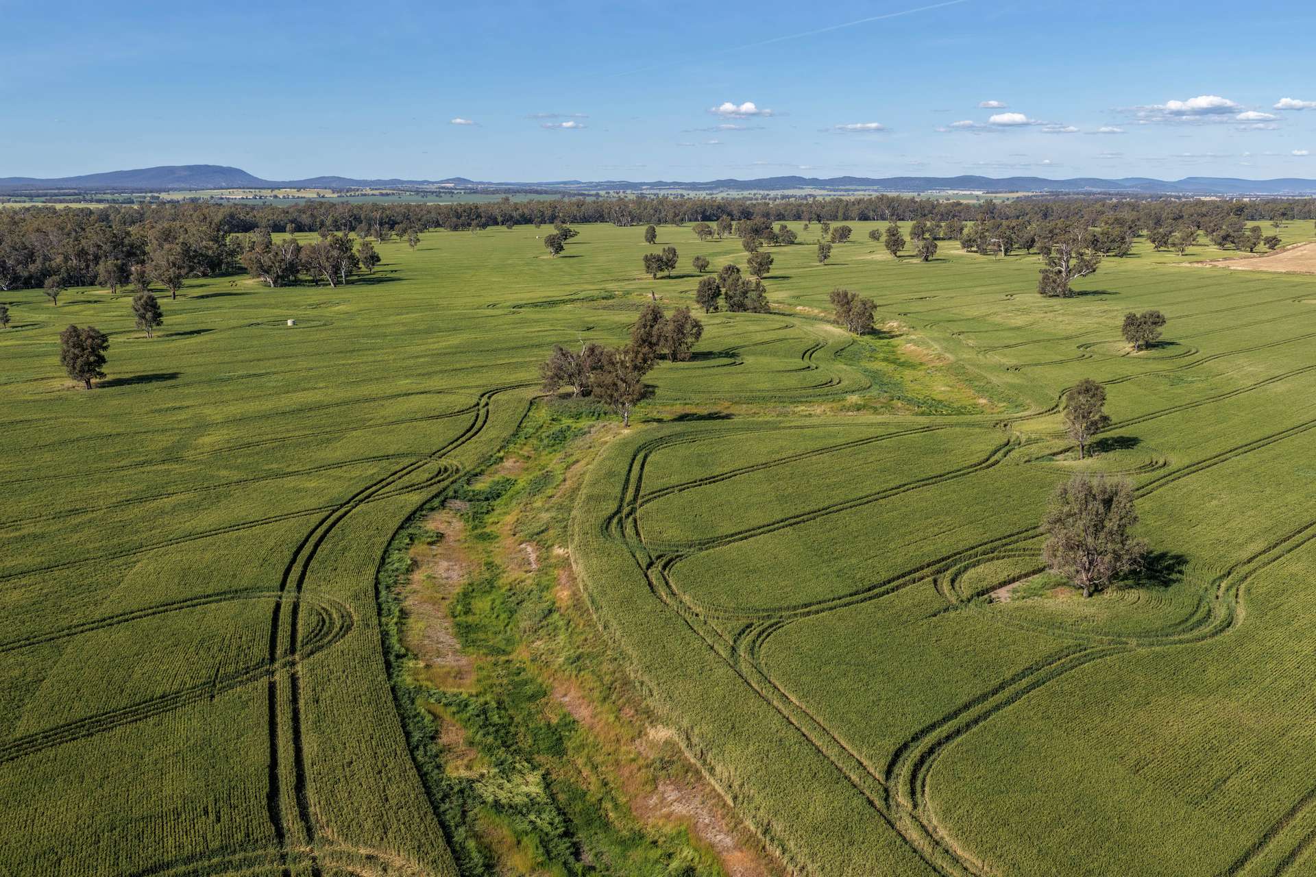 "Walangle" 84 Ercildoune Lane, Forbes Tender by Farmbuy.com - image 18