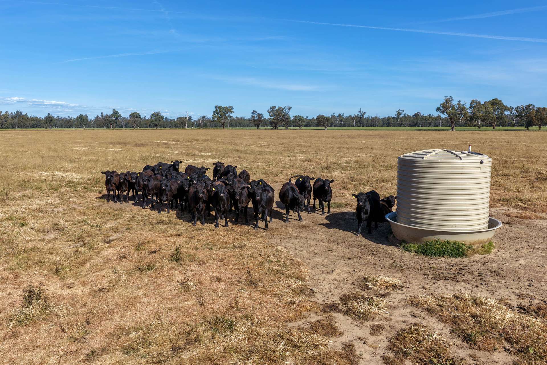 "Walangle" 84 Ercildoune Lane, Forbes Tender by Farmbuy.com - image 14