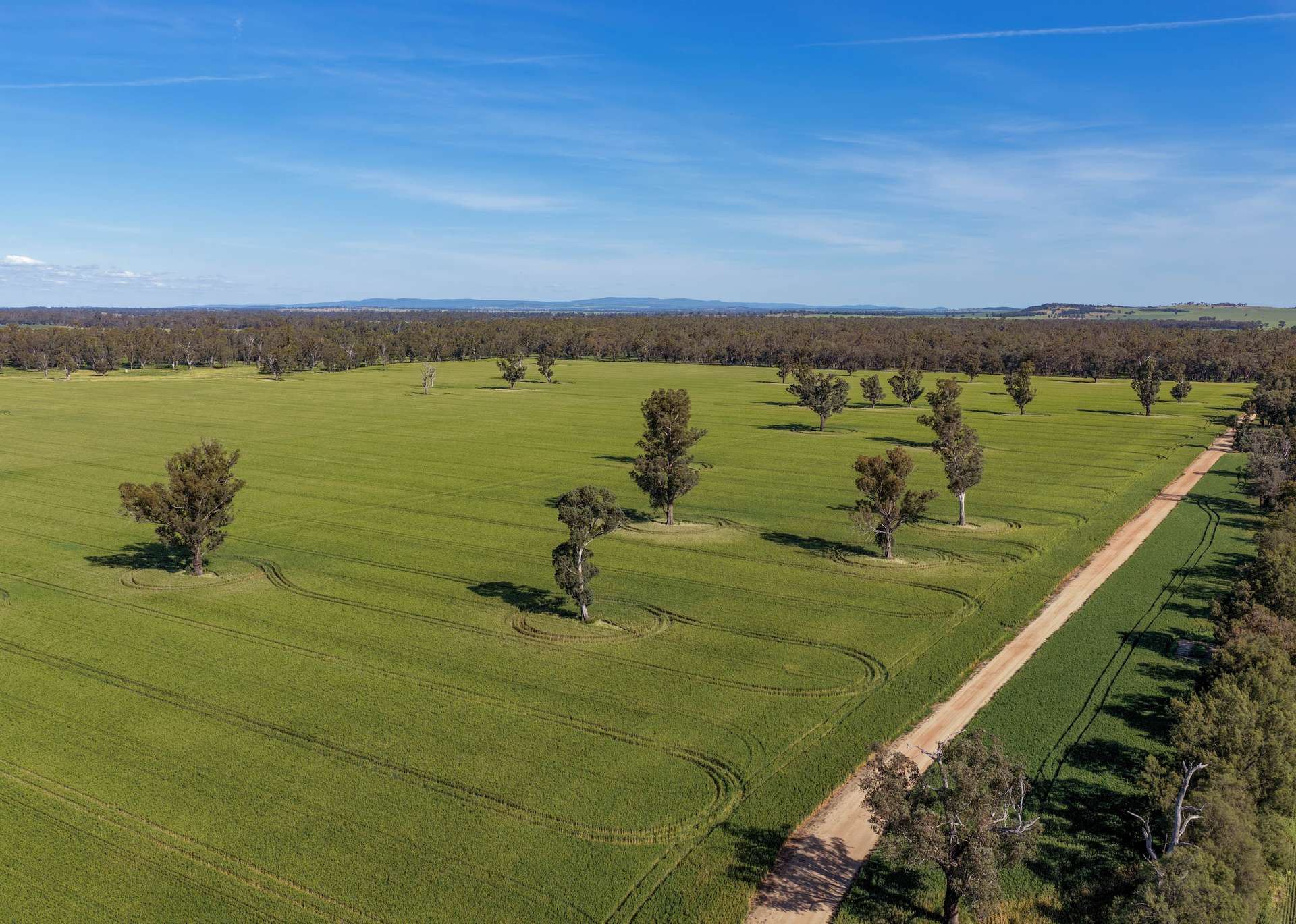 "Walangle" 84 Ercildoune Lane, Forbes Tender by Farmbuy.com - image 6