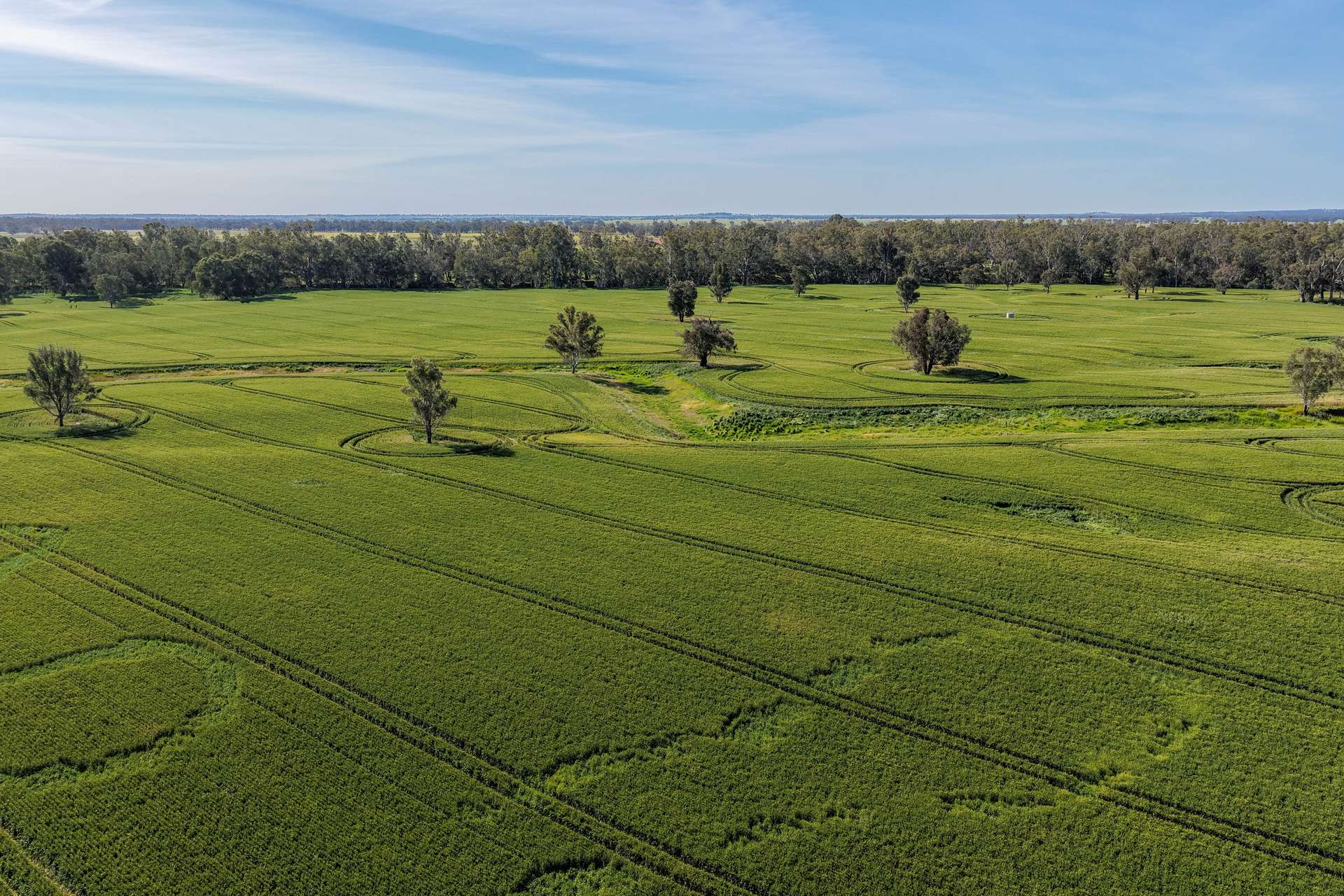 "Walangle" 84 Ercildoune Lane, Forbes Tender by Farmbuy.com - image 17
