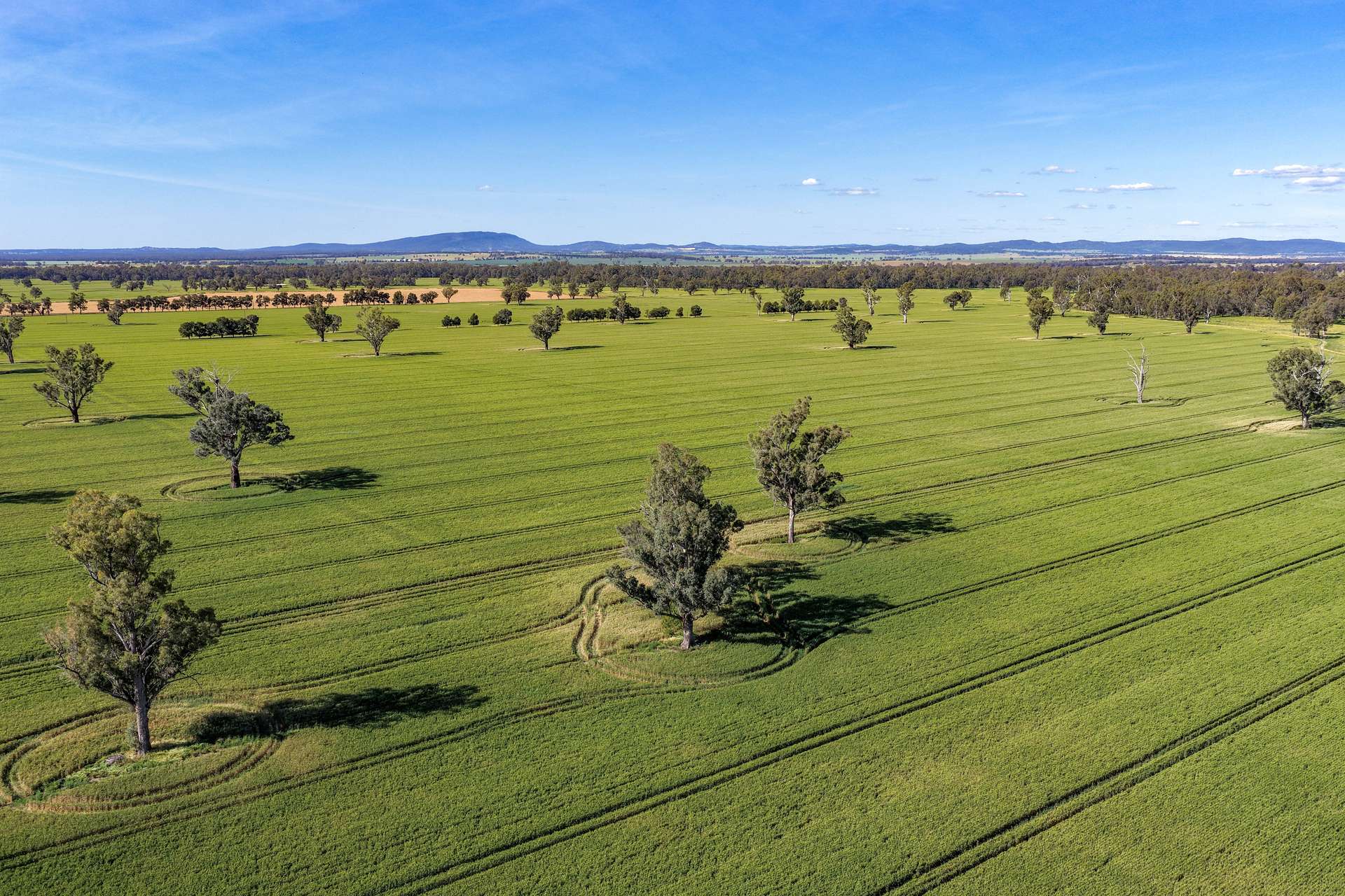 "Walangle" 84 Ercildoune Lane, Forbes Tender by Farmbuy.com - image 2